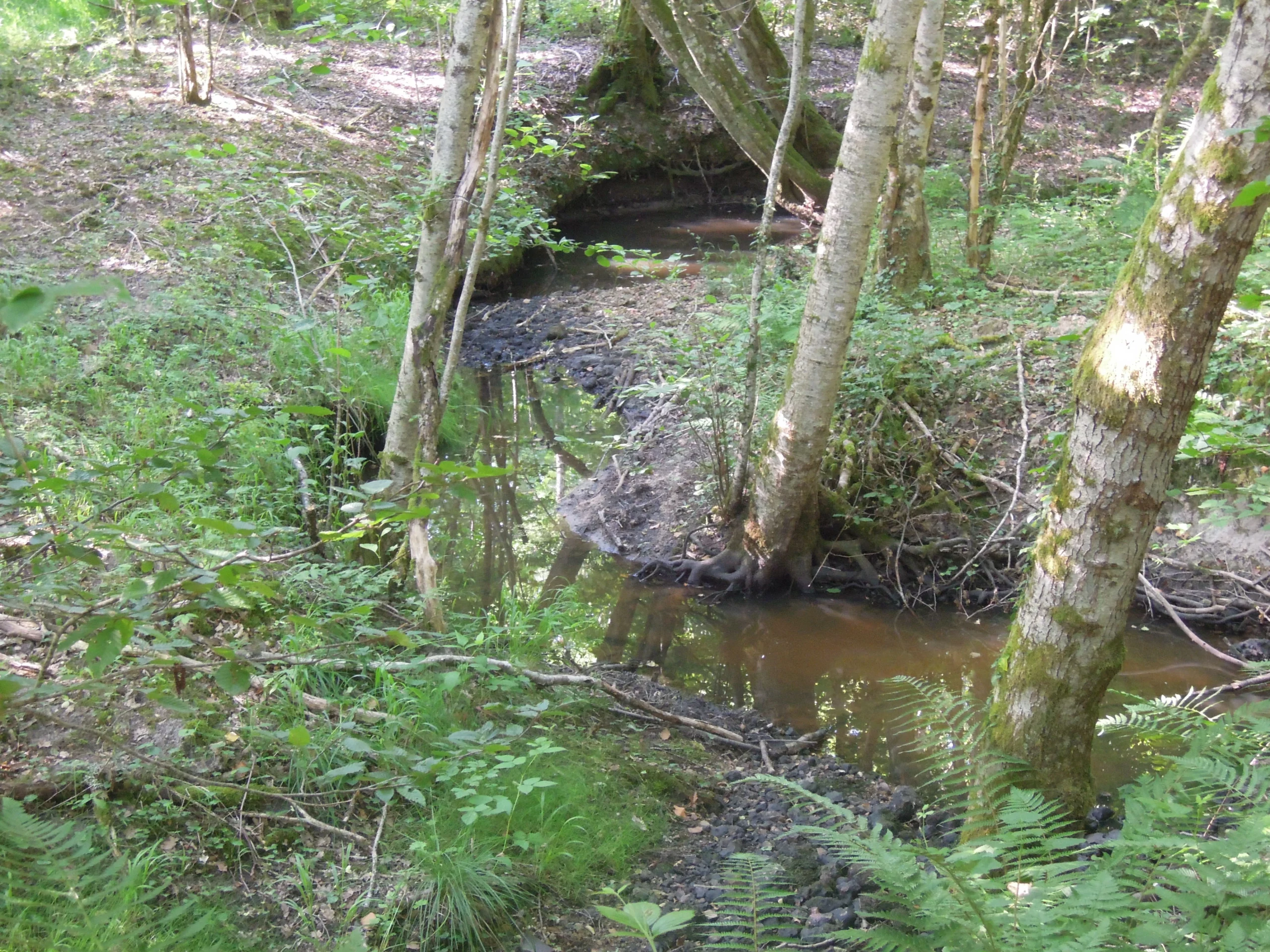 ruisseau des forges à l'étiage