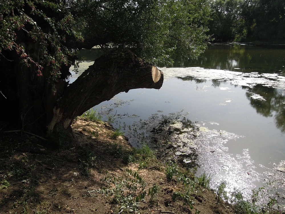Elagage saule à Mennetou