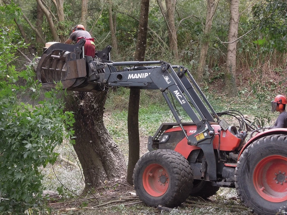 les travaux de bucheronnage