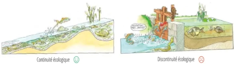 dessin continuite piscicole